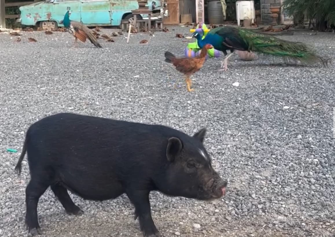 Animales de granja - cerdos, patos y gallinas en el restaurante