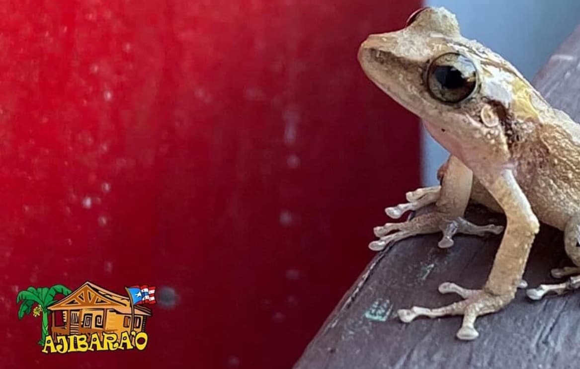 Animales de granja en Ajibarao - experiencia única