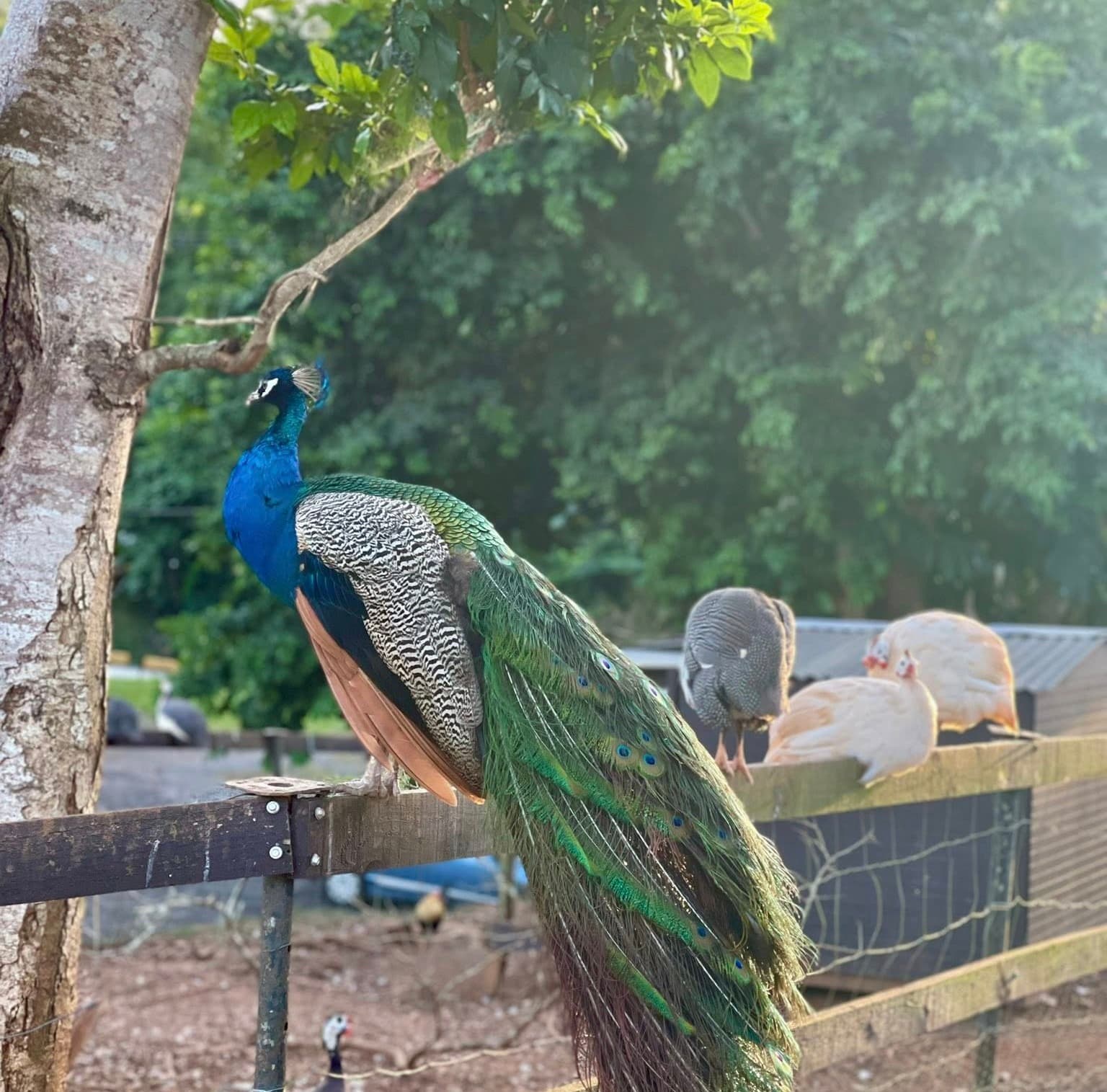 Hermoso pavo real en el restaurante Ajibarao